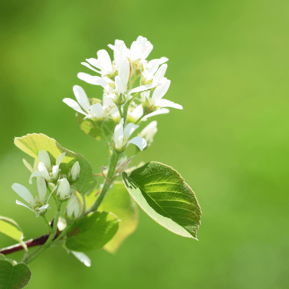 Tak met witte bloesem: open bloemen en knoppen ontvouwen zich zacht in zonlicht, bevestigd aan groene bladeren en stengel, tegen een egale, onscherpe groene achtergrond.