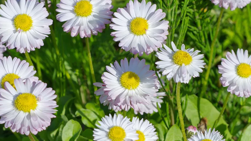 madeliefje-white-daisies madeliefje-white-daisies