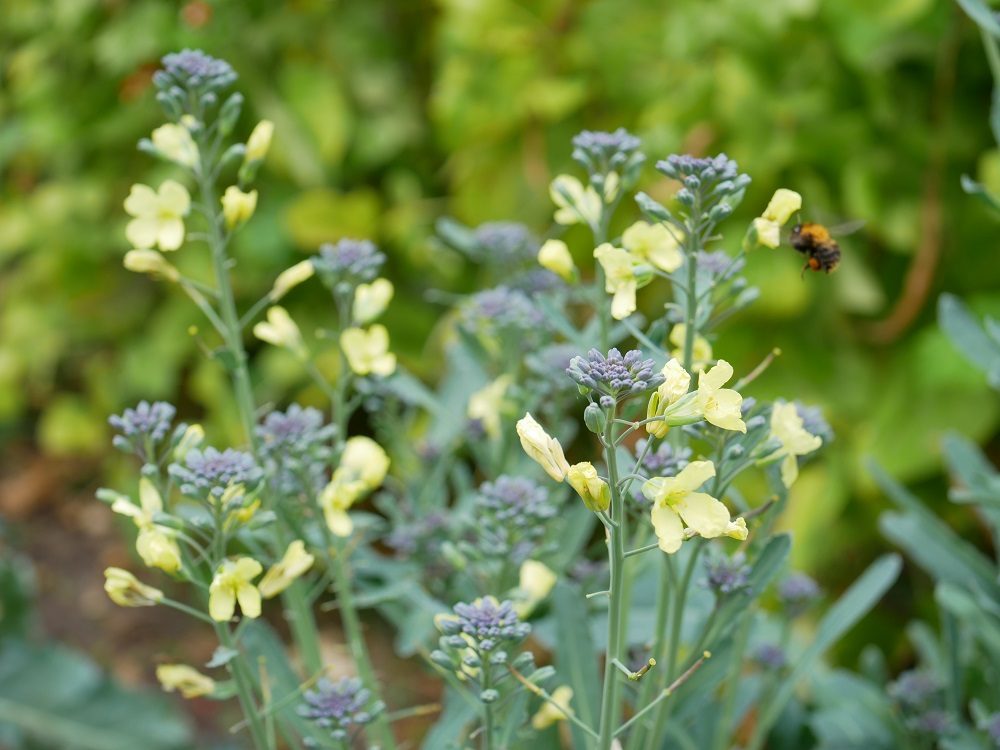 Bloeiende broccoliniplanten in de zomer in de moestuin van Diana