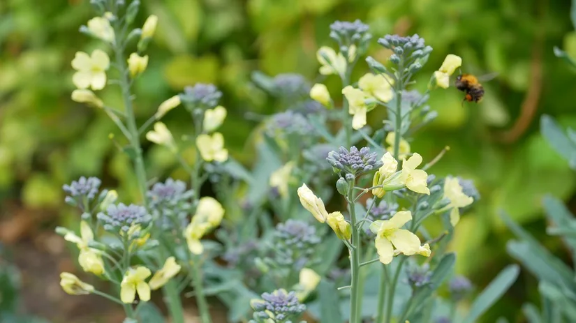 Broccolini in de zomer Bloeiende broccoliniplanten in de zomer in de moestuin van Diana