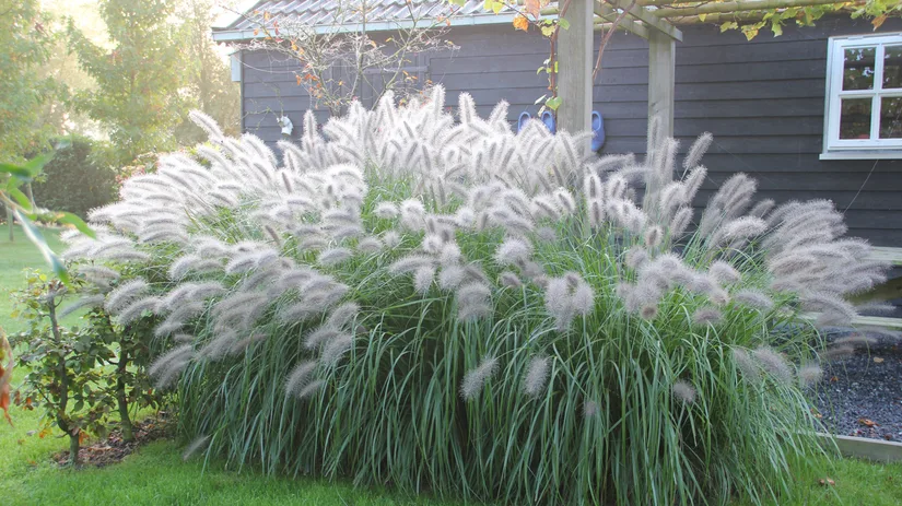 lampepoetsersgras-pennisetum lampepoetsersgras-pennisetum