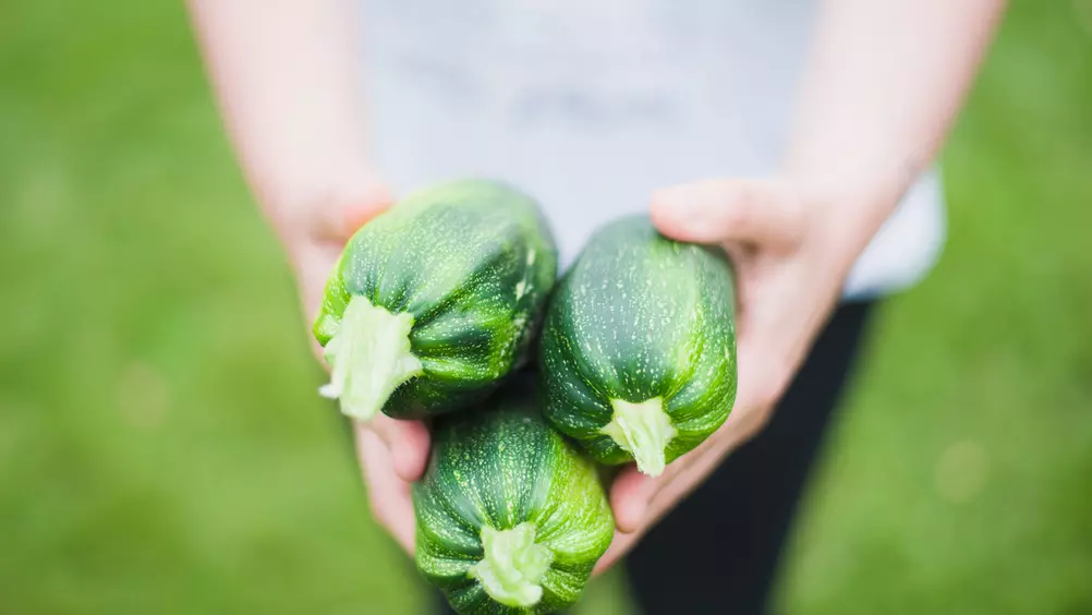 stortbui resterend stel voor 10 groenten die je ook in een pot kunt kweken - Pokon - Groen doet je goed