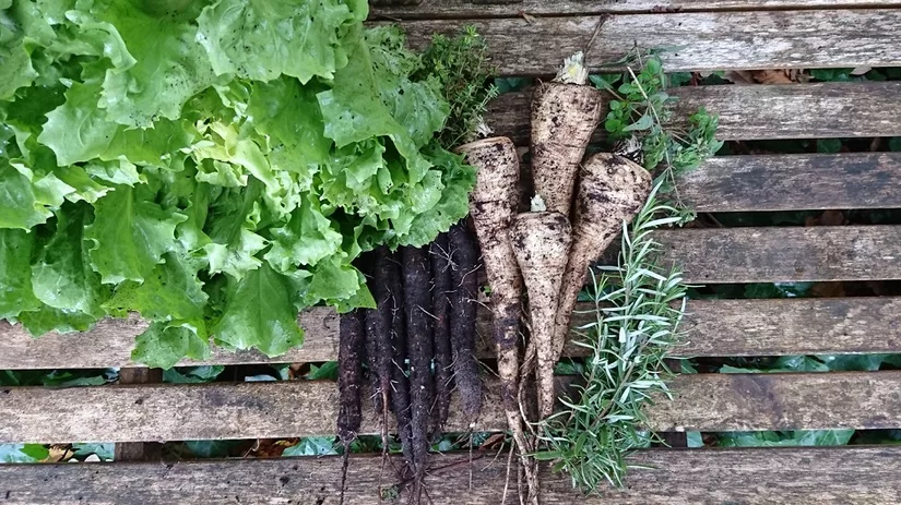 schorseneren-floor-1 schorseneren-floor-1