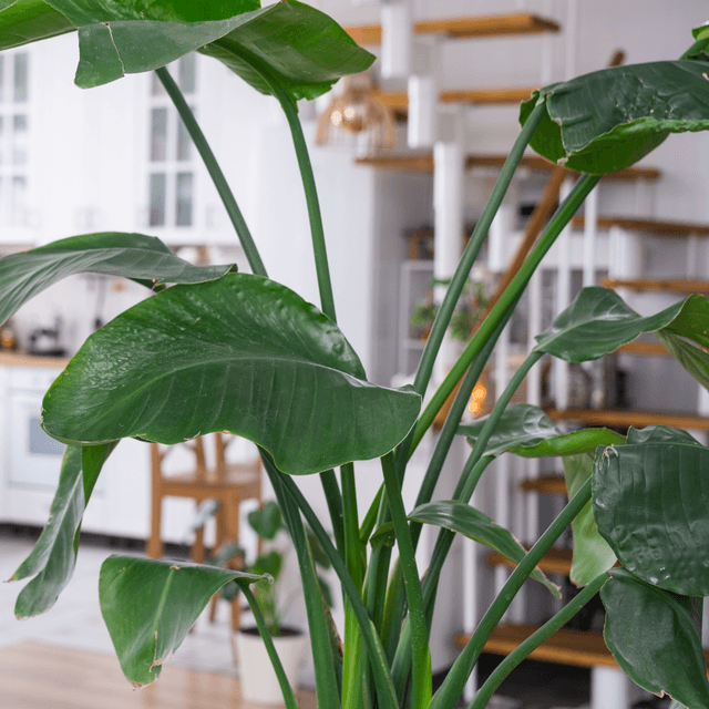 Strelitzia verzorging & tips - Pokon