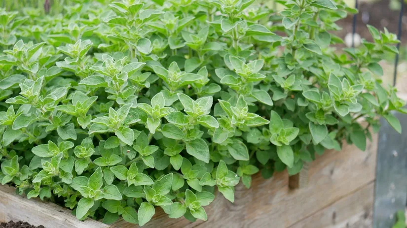 diana-foto-3-oregano diana-foto-3-oregano