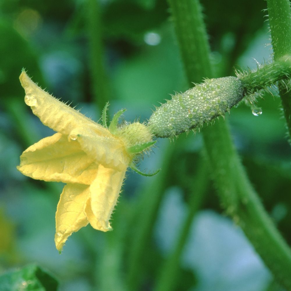 Gele komkommerbloem met knopachtige jonge vrucht, bedekt met dauwdruppels, bevestigd aan een harige groene stengel tegen een onscherpe bladrijke achtergrond.
