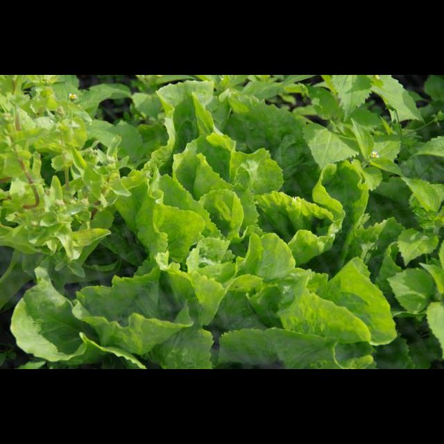 english boxwood plant Dwarf English Boxwood — Green Acres Nursery & Supply main image 0