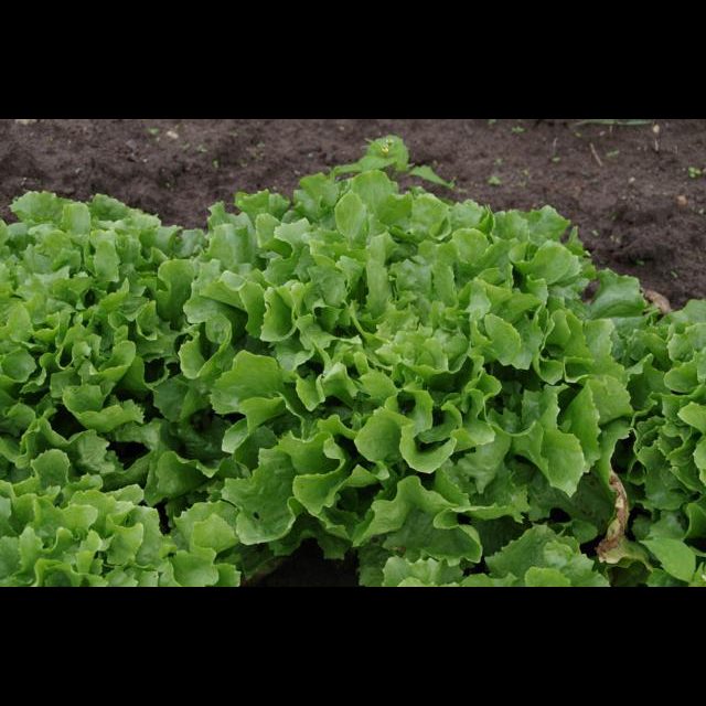 artificial plant grass Saw grass leaf bush, artificial fern