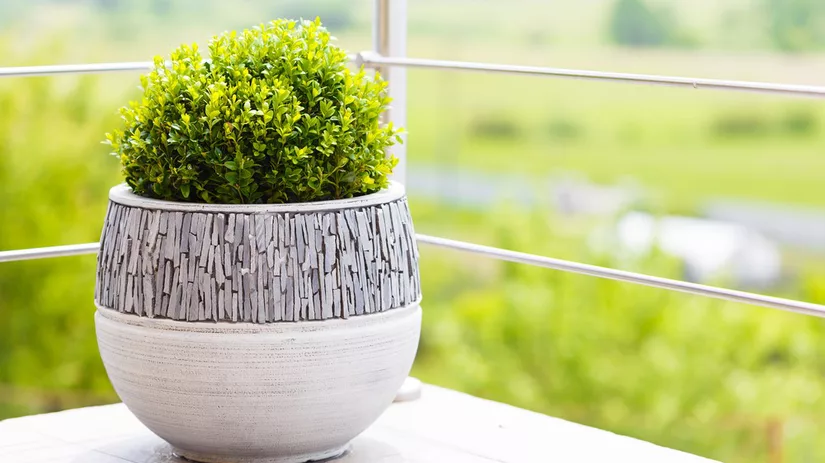 buxus buxus in pot