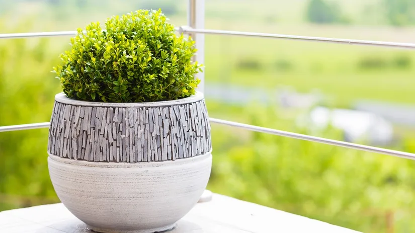 buxus buxus in pot