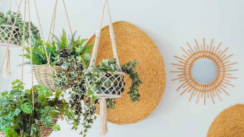 De leukste hangplantjes in huis De leukste hangplantjes in huis