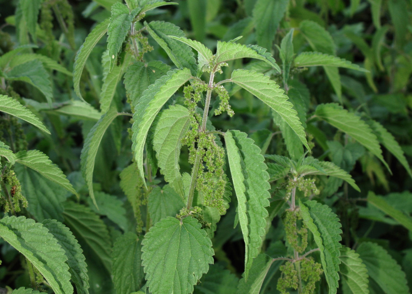 brandnetels bestrijden