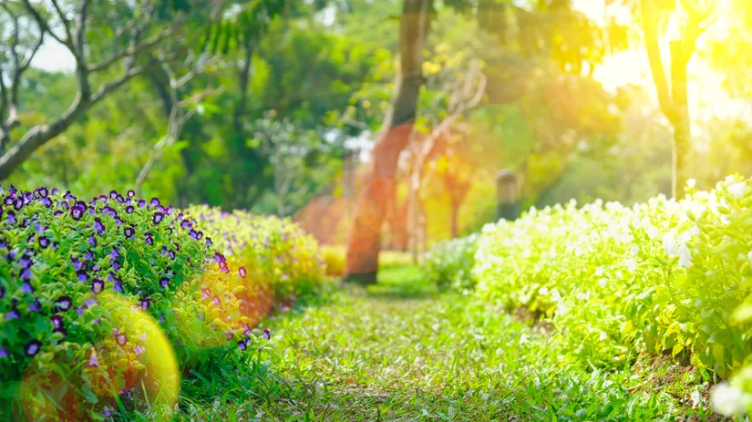 Bescherm je planten tegen de warmte Bescherm je planten tegen de warmte