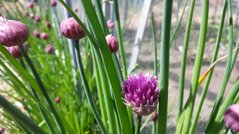 foto-5-bieslook-bloeit-2-diana foto-5-bieslook-bloeit-2-diana