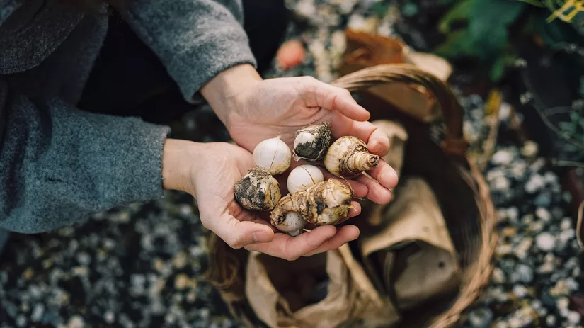 Bloembollen planten in de moestuin Bloembollen planten in de moestuin