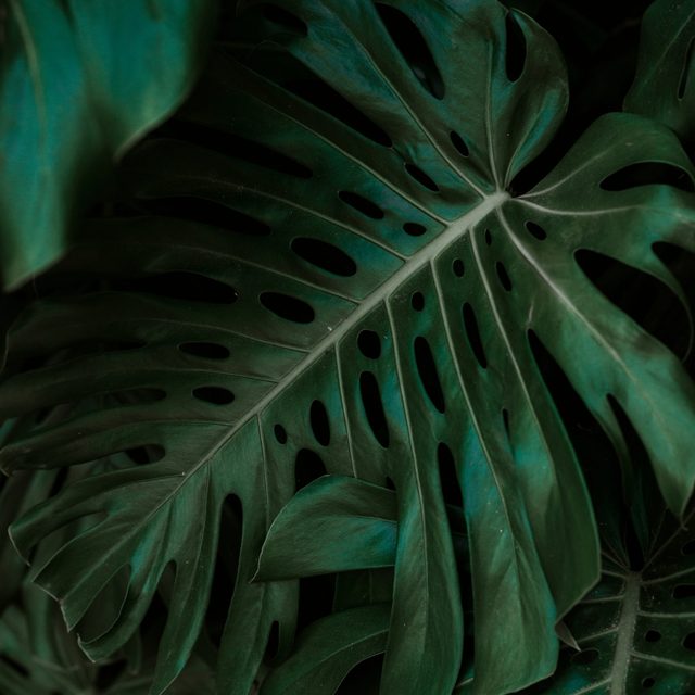 philodendron hederaceum rio Philodendron hederaceum Mutant Rio (GP Original)