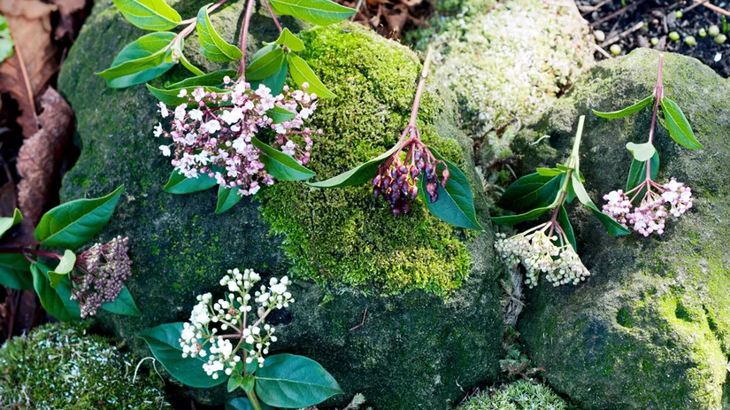 Sneeuwballen in februari Sneeuwballen in februari