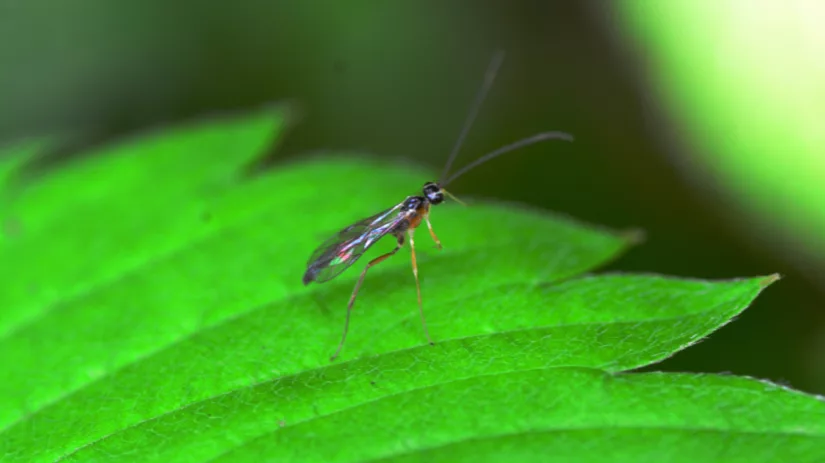 Rouwvliegjes bestrijden met koffie of kaneel? Rouwvliegjes bestrijden met koffie of kaneel?