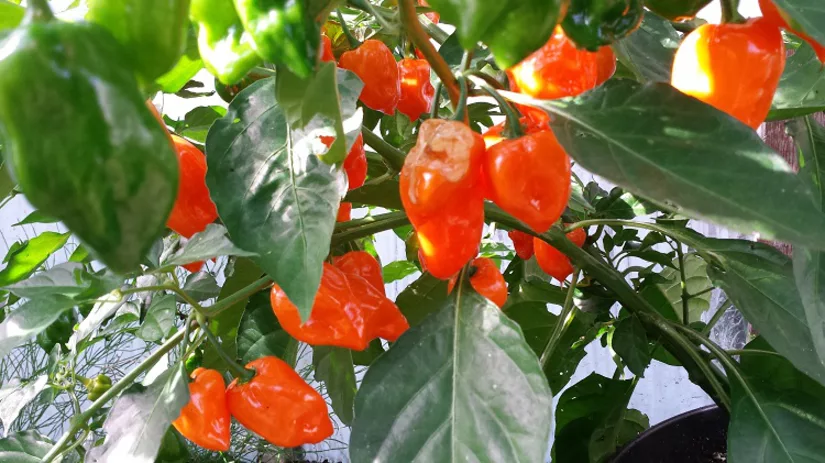 diana-foto-7-peper-habanero-pastel diana-foto-7-peper-habanero-pastel