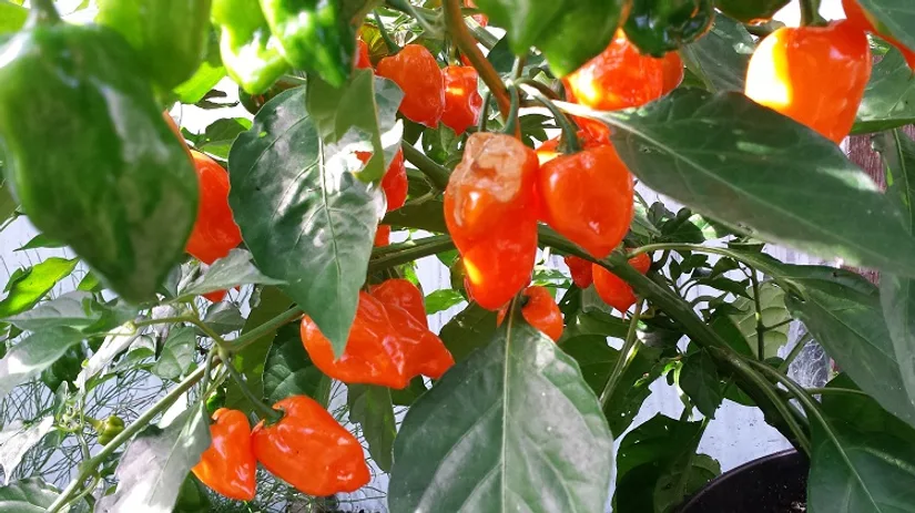 diana-foto-7-peper-habanero-pastel diana-foto-7-peper-habanero-pastel
