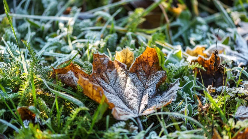 tuin nachtvorst tuin nachtvorst
