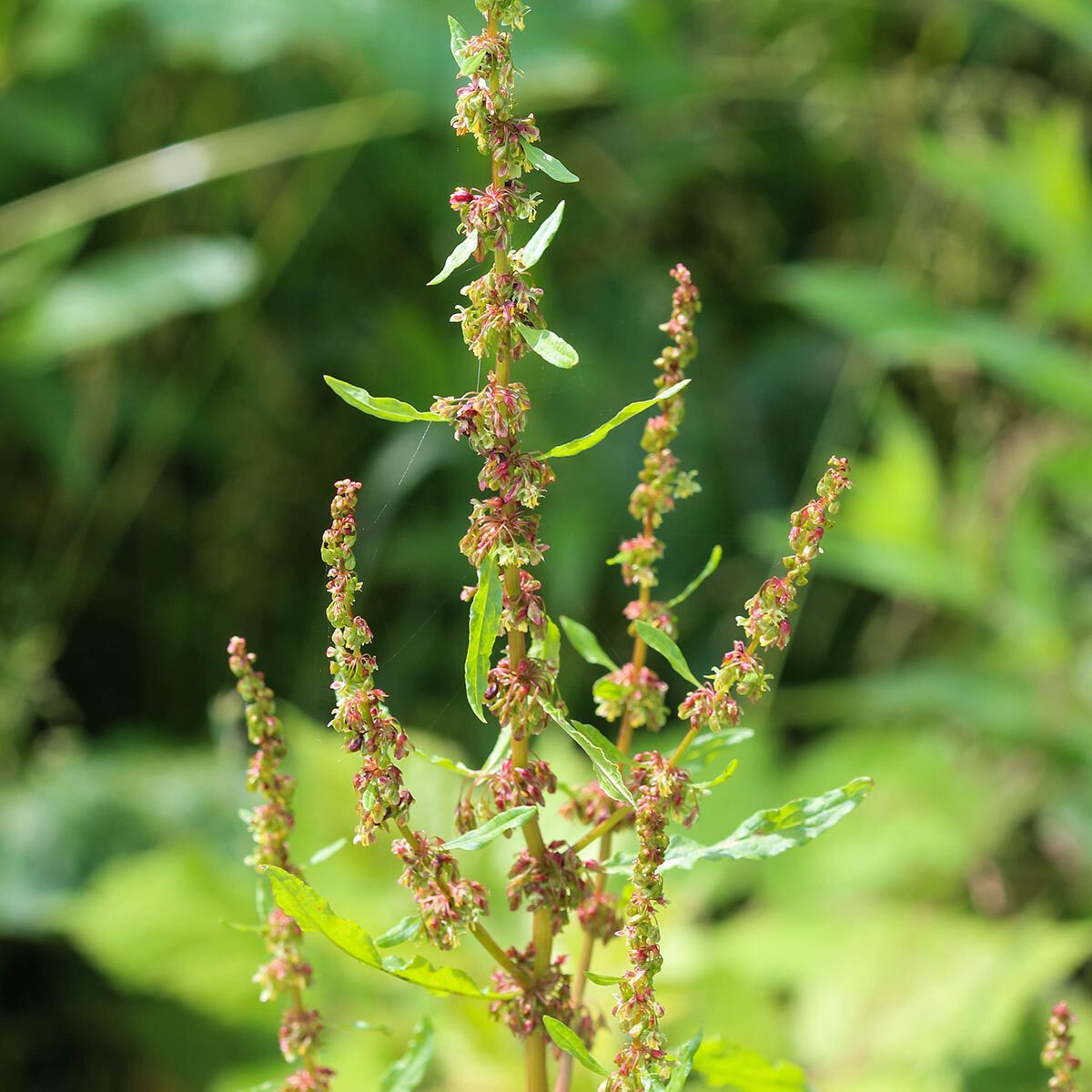 Ridderzuring bestrijden