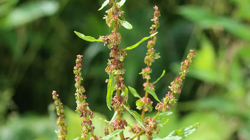 ridderzuring-bitter-dock-broad-leaved-dock Ridderzuring bestrijden