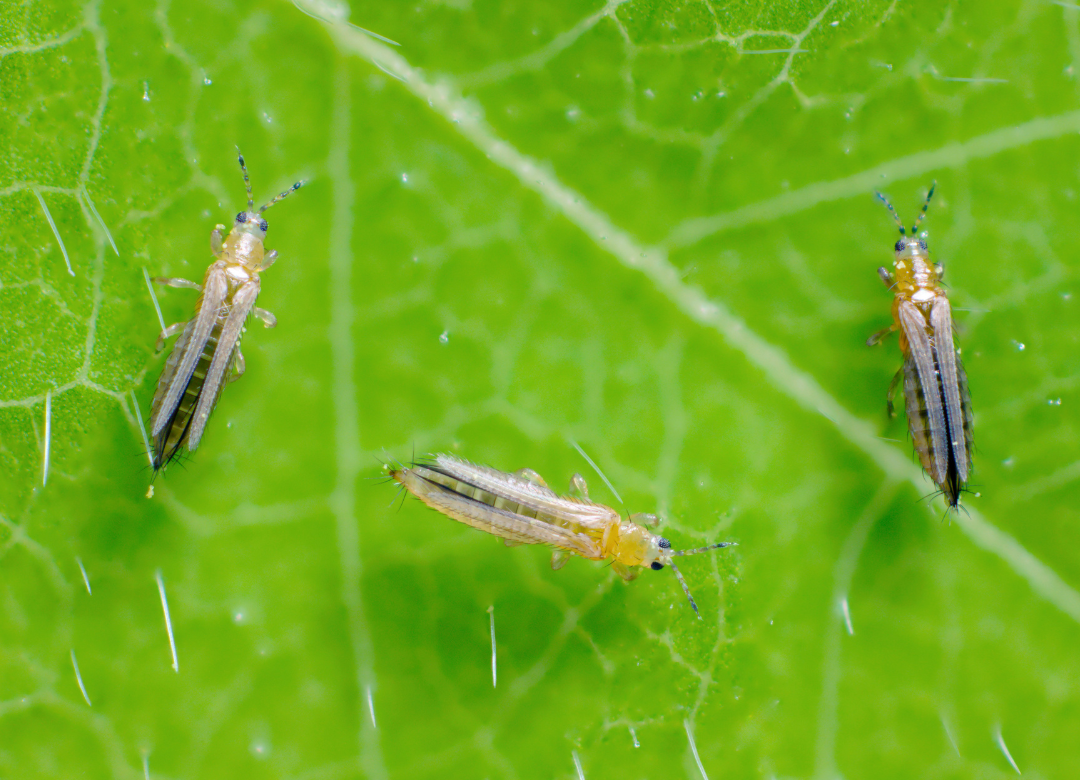 Wat zijn trips? Wat zijn trips?