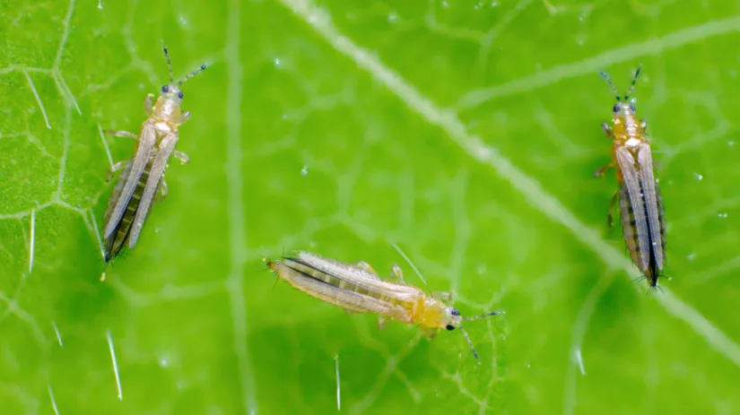 Wat zijn trips? Wat zijn trips?