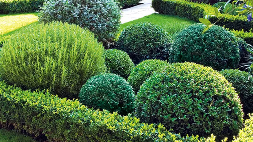 Een ronde buxus in 5 stappen Een ronde buxus in 5 stappen