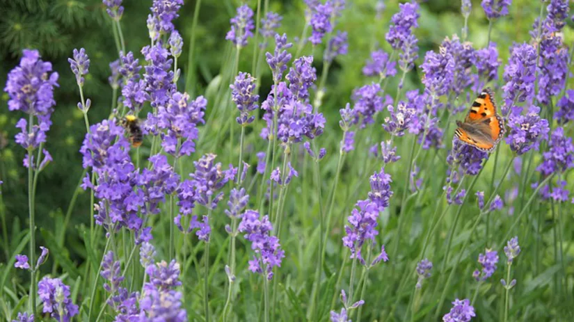 Mediterrane sfeer in je tuin Mediterrane sfeer in je tuin