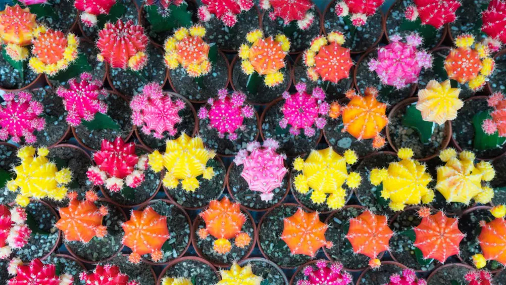 Bloeiende cactussen - Pokon - Groen goed