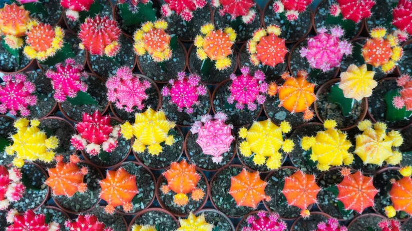 cactus cactus
