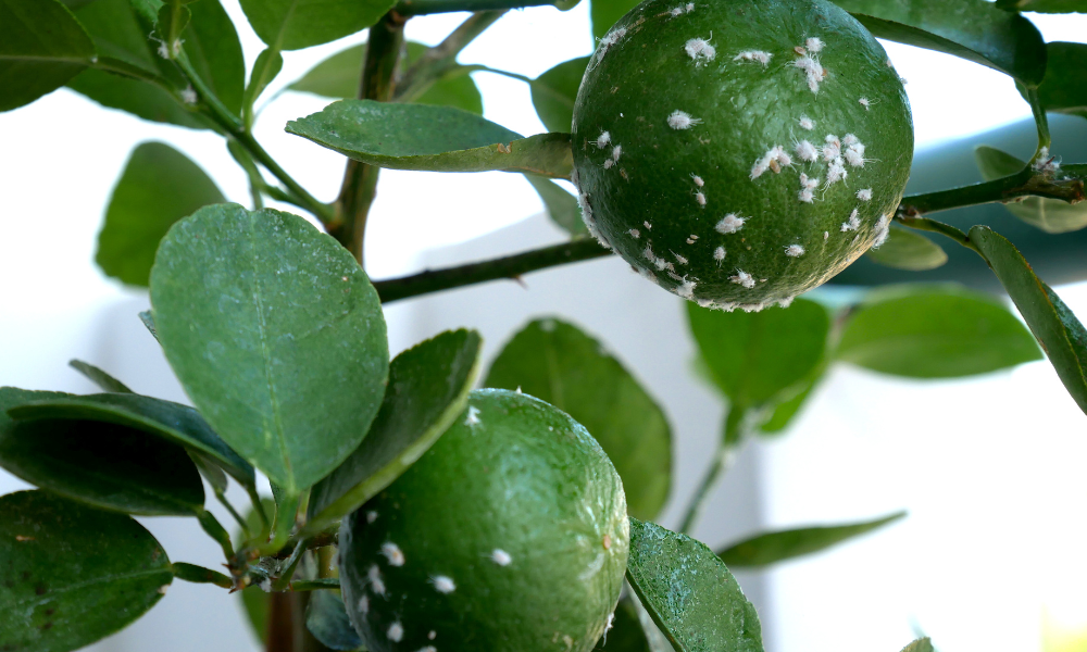 Witte beestjes op kamerplant