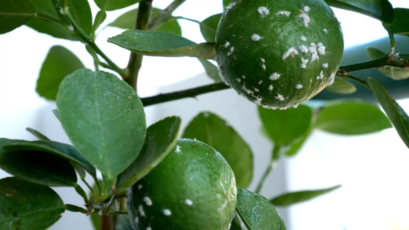 Witte beestjes op kamerplant Witte beestjes op kamerplant
