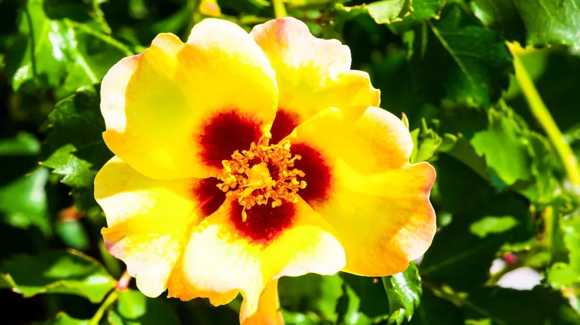 Rosa ‘Babylon Eyes’ Rosa ‘Babylon Eyes’