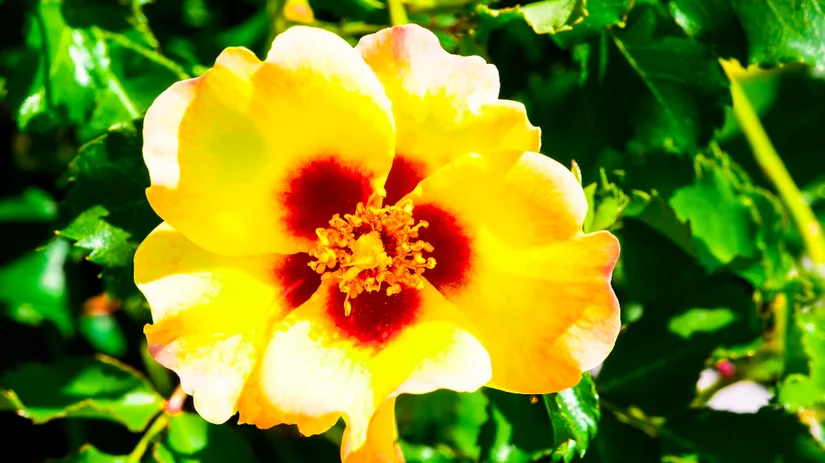 Rosa ‘Babylon Eyes’ Rosa ‘Babylon Eyes’