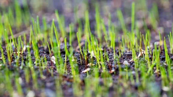 hoe lang groeit gras door