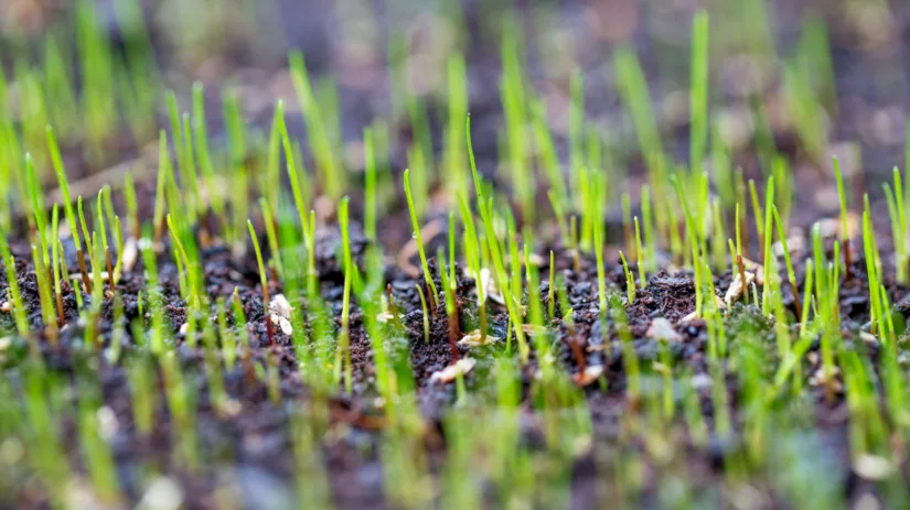 Hoe snel groeit gras na zaaien? Hoe snel groeit gras na zaaien?