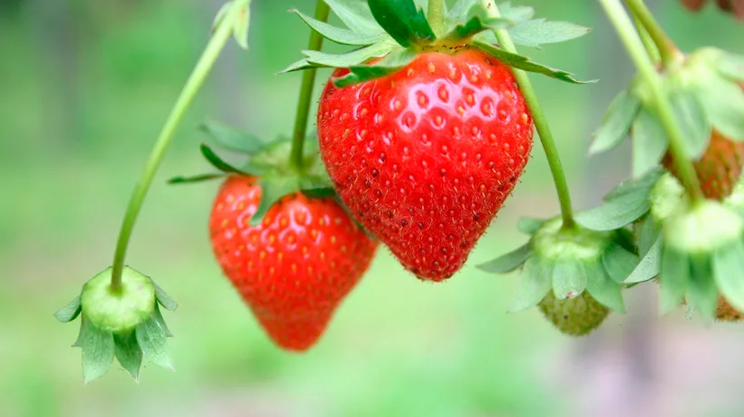 aardbeien aardbeien