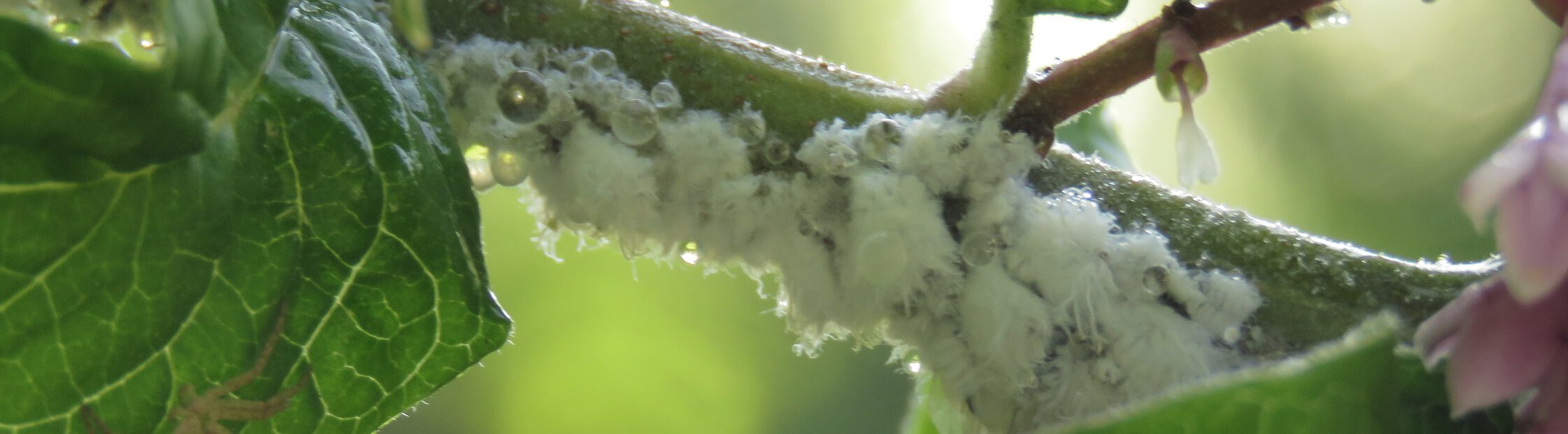 bloedluis bestrijden