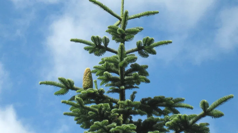 De kerstboom in je tuin planten De kerstboom in je tuin planten
