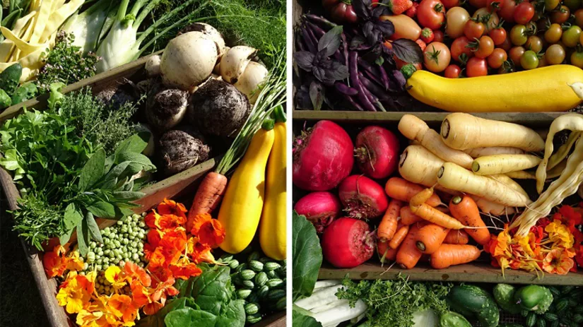 verkleind-wortels-floor verkleind-wortels-floor