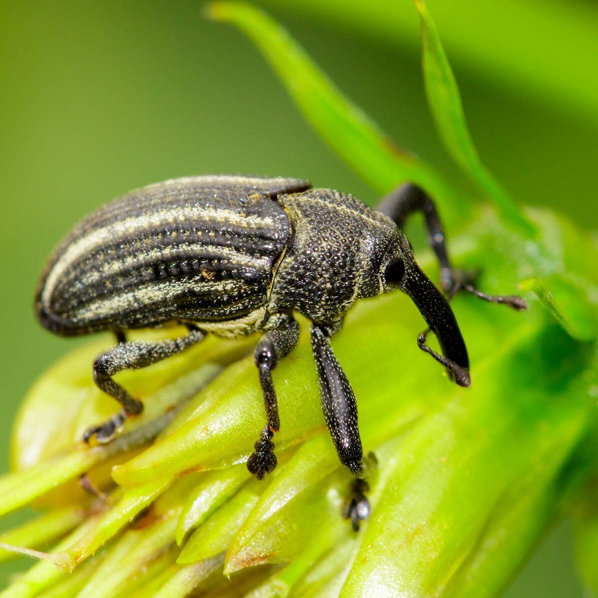 Last van de taxuskever?