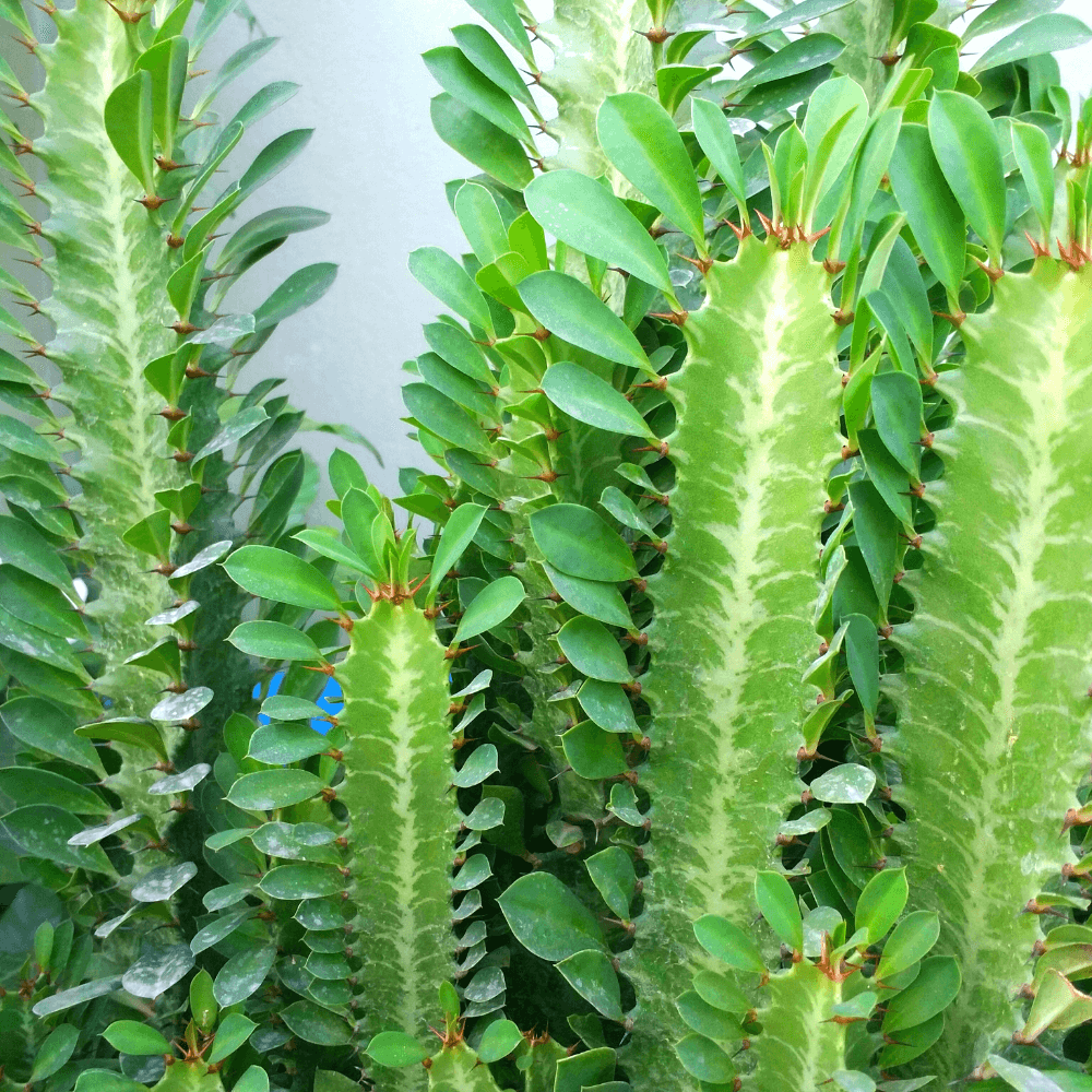 Groene, ribachtige succulentachtige stengels met regelmatige, afwisselende bladeren, met kleine doorns langs de randen, reiken omhoog en groeien dicht opeengepakt tegen een lichte muurachtergrond.