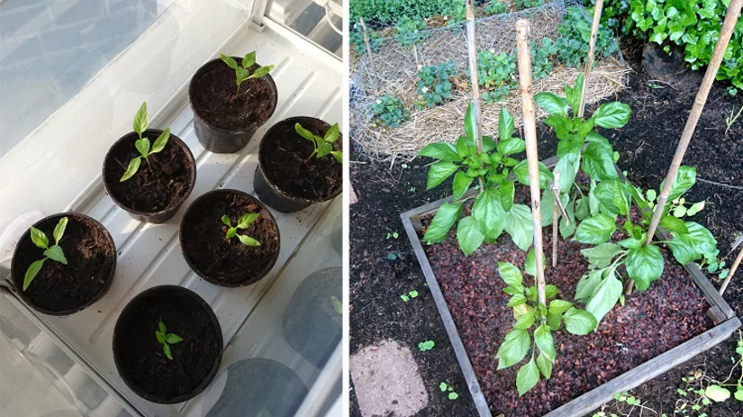 overpotten overpotten