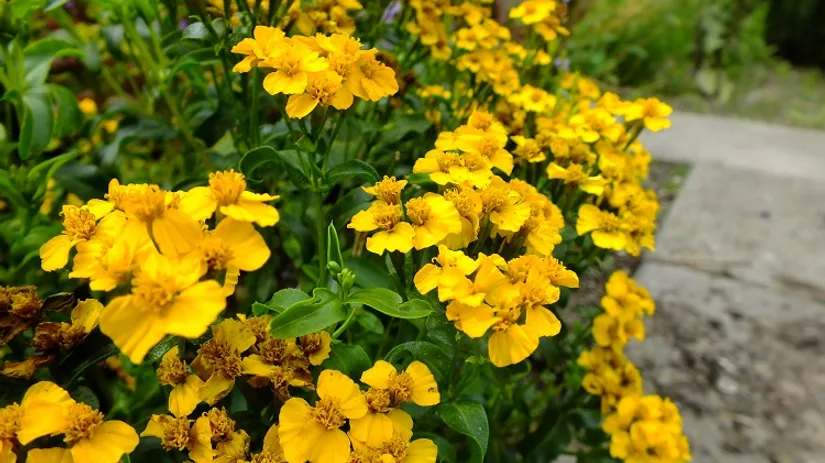 foto-2-tagetes-lucida-meer-diana foto-2-tagetes-lucida-meer-diana