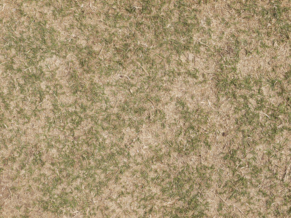 Eerste hulp bij een dor en droog gazon