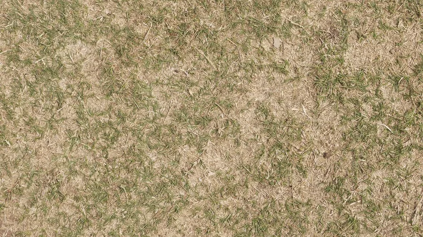 Eerste hulp bij een dor en droog gazon Eerste hulp bij een dor en droog gazon