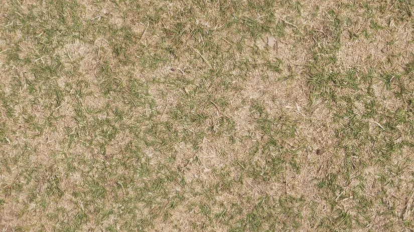 Eerste hulp bij een dor en droog gazon Eerste hulp bij een dor en droog gazon